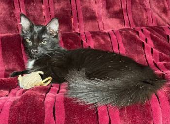 Rescue Domestic Medium Hair Cats for Adoption in Newnan, Georgia - *Princess | PetCurious