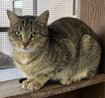Rescue Domestic Short Hair Cats for Adoption in Cashiers, North Carolina - Bonnie | PetCurious