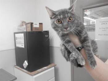 Domestic Short Hair Cats Available for Adoption in Oroville, California - SPARK | PetCurious