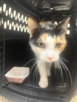 mia -  Domestic Short Hair Cat for Adoption in Westland, Michigan - Mia | PetCurious