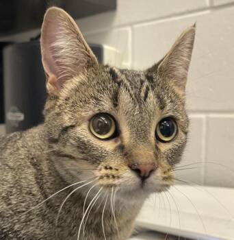 Wednesday -  Domestic Short Hair Cat for Adoption in Golden, Colorado - Wednesday | PetCurious