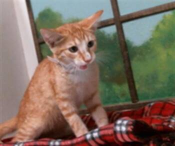 JACKAL -  Domestic Short Hair Cat for Adoption in Houston, Texas - JACKAL | PetCurious