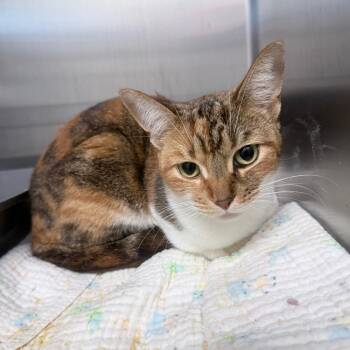 Domestic Short Hair Cats Available for Adoption - Mercedes | PetCurious