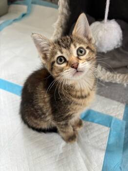 Domestic Short Hair Cats Available for Adoption in Chicago, Illinois - Artemis | PetCurious
