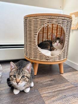 Bowie and Miley -  Domestic Medium Hair Cat for Adoption in Westwood, New Jersey - Bowie And Miley | PetCurious