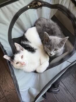 Potato -  Domestic Short Hair Cat for Adoption - Potato | PetCurious