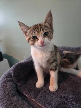 Domestic Short Hair Cats Available for Adoption in Evans, Georgia - Waffle | PetCurious