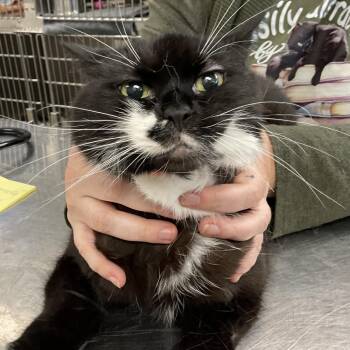 Maggie -  Domestic Short Hair Cat for Adoption in Buffalo, New York - Maggie | PetCurious