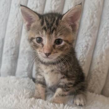 American Shorthair Cats Available for Adoption in Mount Vernon, Arkansas - Kayla | PetCurious