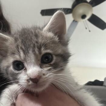Clove -  Domestic Short Hair Cat for Adoption in Oceanside, New York - Clove | PetCurious