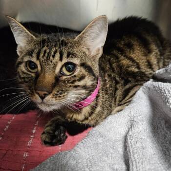 Bullhead -  Domestic Short Hair Cat for Adoption in Dover, New Hampshire - Bullhead | PetCurious
