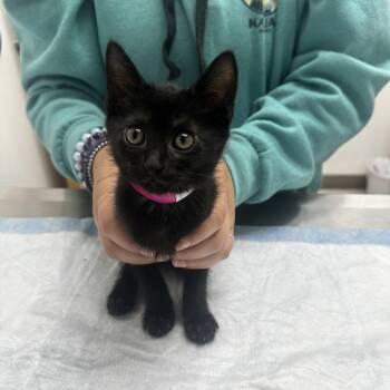 Onyx -  Domestic Short Hair Cat for Adoption in Ashland, Oregon - Onyx | PetCurious