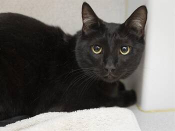 Domestic Short Hair Cats Available for Adoption in Phoenix, Arizona - KESHA | PetCurious