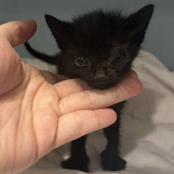 Soot -  Domestic Short Hair Cat for Adoption in Chattanooga, Tennessee - Soot | PetCurious
