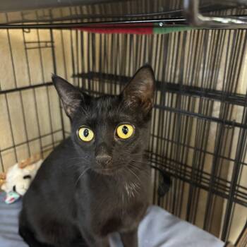 Domestic Short Hair Cats Available for Adoption in Statesboro, Georgia - Flow | PetCurious
