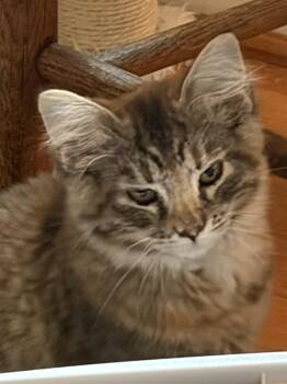 May and Tilly -  Domestic Medium Hair Cat for Adoption in Winchester, Virginia - May And Tilly | PetCurious