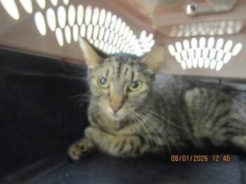 Elouise(630) -  Domestic Short Hair Cat for Adoption in Marietta, Georgia - Elouise(630) | PetCurious
