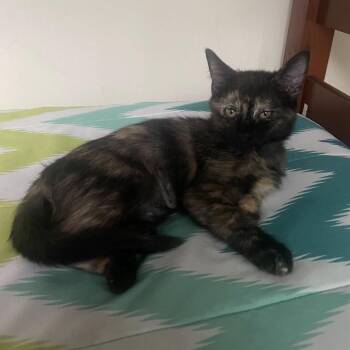 Opal -  Domestic Short Hair Cat for Adoption in Prescott, Arizona - Opal | PetCurious