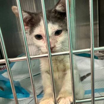 September -  Domestic Short Hair Cat for Adoption in Lake Jackson, Texas - September | PetCurious