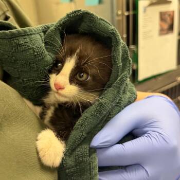 Corn Flower Hour -  Domestic Short Hair Cat for Adoption in Charlottesville, Virginia - Corn Flower Hour | PetCurious