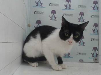BATMAN -  Domestic Short Hair Cat for Adoption in Orlando, Florida - BATMAN | PetCurious