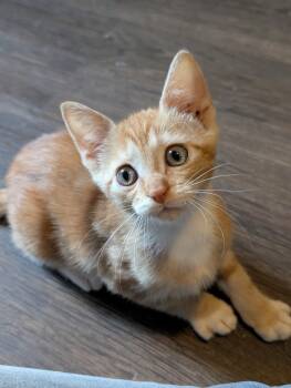 Rescue Domestic Short Hair Cats for Adoption - Frenchie | PetCurious