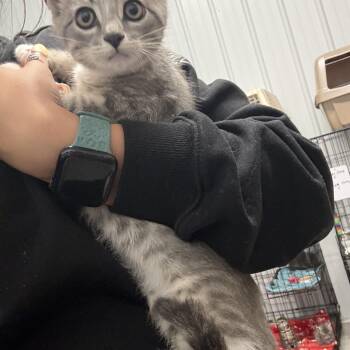 Fawn -  Domestic Short Hair Cat for Adoption in Taylorsville, Kentucky - Fawn | PetCurious