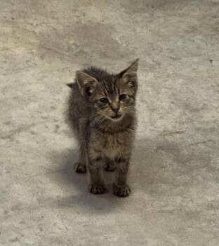 Rescue Domestic Short Hair Cats for Adoption in Spring Hill, Tennessee - Kix | PetCurious