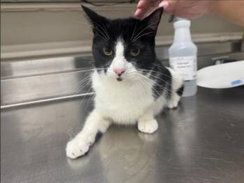 Domestic Short Hair Cats Available for Adoption in Grand Prairie, Texas - COCO | PetCurious