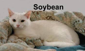 Domestic Short Hair Cats Available for Adoption - Soybean Fei.  (sweet Female Kitten) | PetCurious