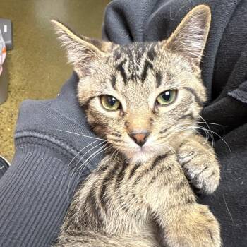 Atlas -  Domestic Short Hair Cat for Adoption in Spokane, Washington - Atlas | PetCurious