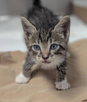 Rescue Domestic Short Hair Cats for Adoption in Fort Lauderdale, Florida - JIMMY | PetCurious
