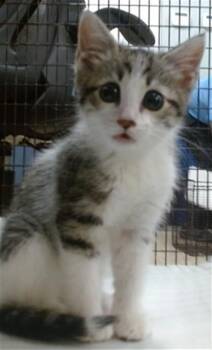 Domestic Short Hair Cats Available for Adoption - KERMIT | PetCurious