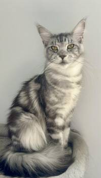 Maine Coon Cats Available for Adoption - Fauna | PetCurious