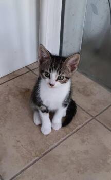 Runt -  Domestic Short Hair Cat for Adoption in Wendell, North Carolina - Runt | PetCurious