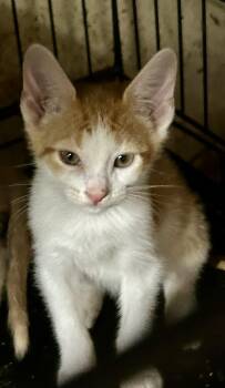 Delbert -  Tabby and Domestic Short Hair Cat for Adoption in New Orleans, Louisiana - Delbert | PetCurious