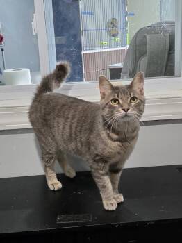 Biggs -  Domestic Short Hair Cat for Adoption in Lewisburg, Tennessee - Biggs | PetCurious