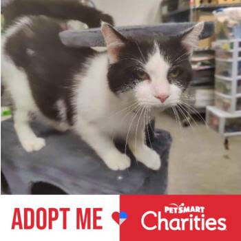 Domestic Short Hair Cats Available for Adoption - Oreo | PetCurious