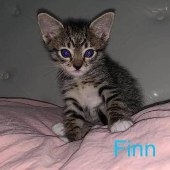 Finn -  Domestic Short Hair Cat for Adoption in Hemet, California - Finn | PetCurious