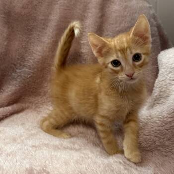 Treble -Preadoption ONLY -  Domestic Short Hair Cat for Adoption in Chilliwack, British Columbia - Treble -Preadoption ONLY | PetCurious