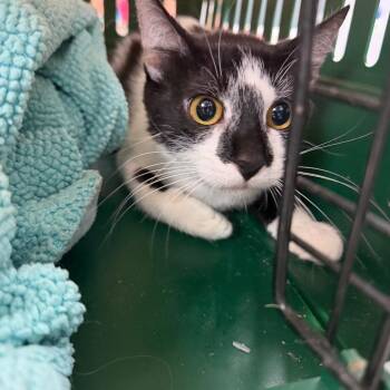 Domestic Short Hair Cats Available for Adoption in Port Charlotte, Florida - Little Mama | PetCurious