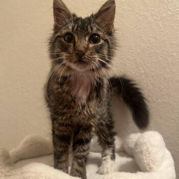 Domestic Long Hair Cats Available for Adoption - Sophie | PetCurious