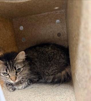Domestic Long Hair and Domestic Short Hair Cats Available for Adoption - SABER | PetCurious