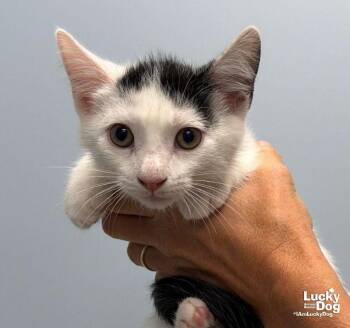 Homer -  Domestic Short Hair Cat for Adoption in Washington, District Of Columbia - Homer | PetCurious