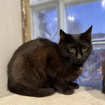 Shrimp -  Domestic Medium Hair Cat for Adoption in Westland, Michigan - Shrimp | PetCurious