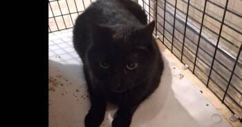 Scout L. -  Domestic Short Hair Cat for Adoption in West Peoria, Illinois - Scout L. | PetCurious