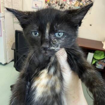 Domestic Short Hair Cats Available for Adoption in Austin, Texas - Inexhaustible Dot 8 | PetCurious