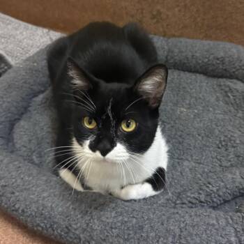 Jose de San Martin -  Domestic Short Hair Cat for Adoption in Redwood City, California - Jose De San Martin | PetCurious