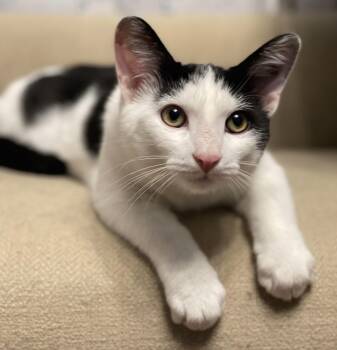 Picasso -  Domestic Short Hair Cat for Adoption in Vaughan, Ontario - Picasso | PetCurious