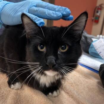 Fifa -  Domestic Short Hair Cat for Adoption in Flagstaff, Arizona - Fifa | PetCurious
